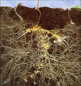 Разветвленная корневая система бобового растения с клубеньками, в которых живут бактерии, соединяющие содержащиеся в воздухе молекулы азота с другими молекулами, в результате чего получаются вещества, доступные для растений.