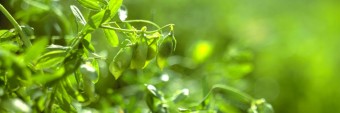 lentil_plant