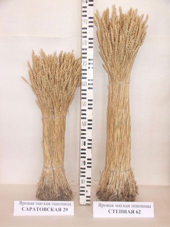 Растения сорта яровой мягкой пшеницы Степная 62 в сравнении с Саратовской 29.