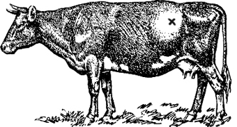 Как избежать у коров вздутия рубца из-за люцерны и клевера