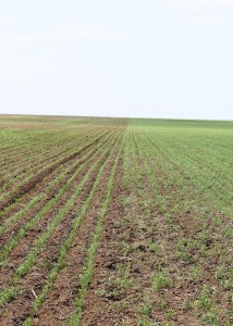 2. Поле 42. Межа между посевом сеялкой Rogro(слева) и Horsch (справа)
