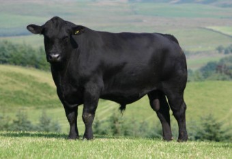 Живая маса коров породы ангус достигает 500-700 кг, быков - 800-1100 кг