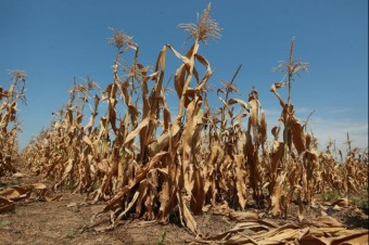 food_crisis_fears_corn_crops_drought_july_2012