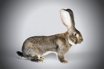Кролик породы Фландр