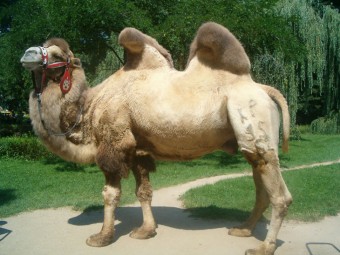 92% от всего поголовья верблюдов в Казахстане составляют бактрианы
