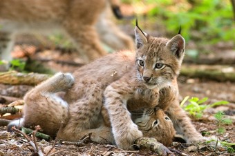 Two lynxes playing