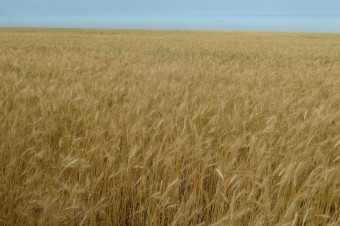 Фото 1. Пшеница мягкая Любава 5 - копия