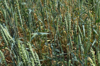 Фото 7. Пшеница мягкая Шортандинская 90 - копия