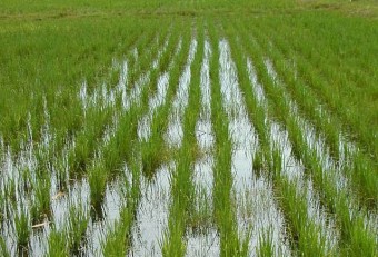 Рисовые-плантации