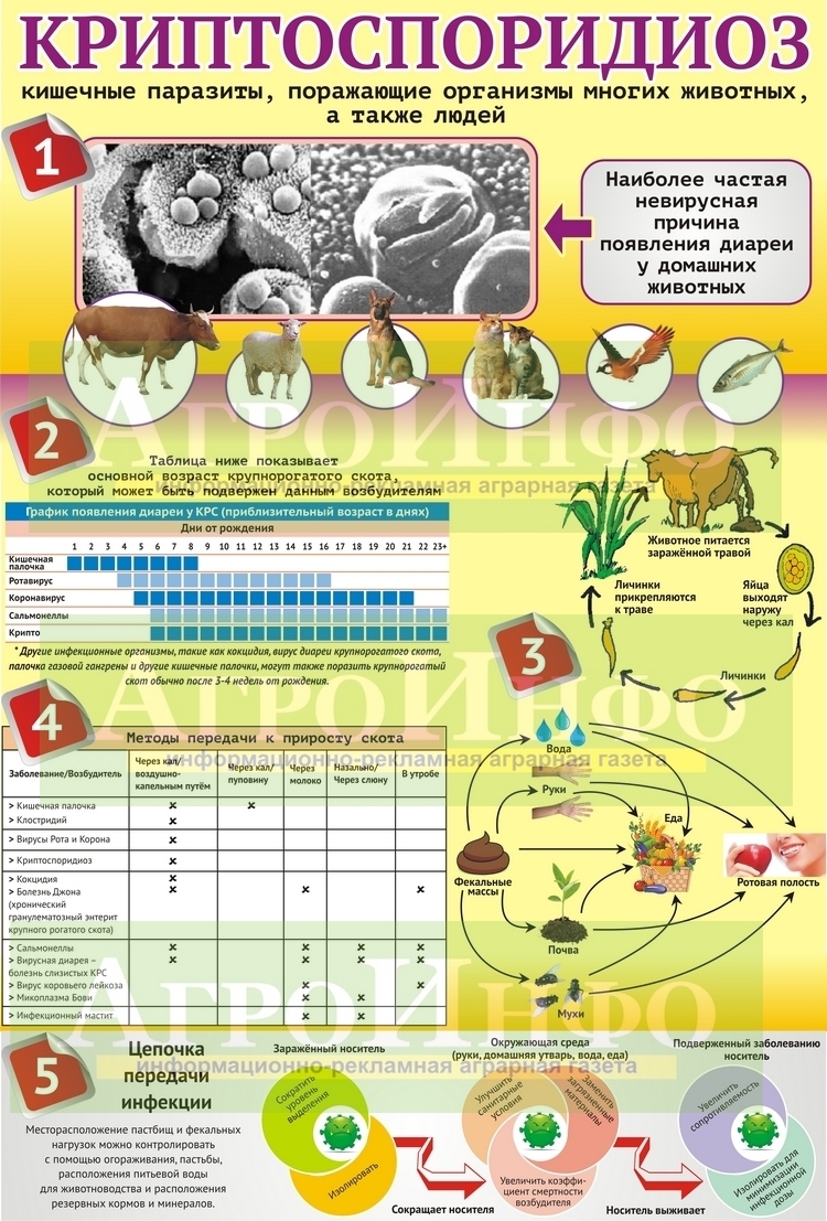 Инфографика «Криптоспоридиоз у КРС»