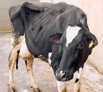 кетоз у коров