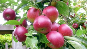 1_Apples