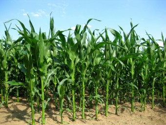 corn-in-the-sun-1353537