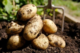 A small pile of potatoes freshly dug from the ground.