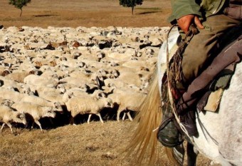 A shepherd herds sheep