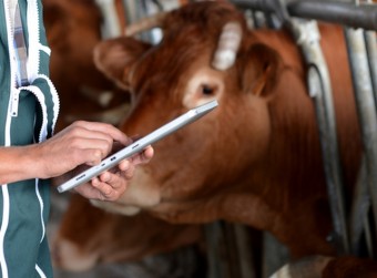 Cow breeder using touchpad inside the barn