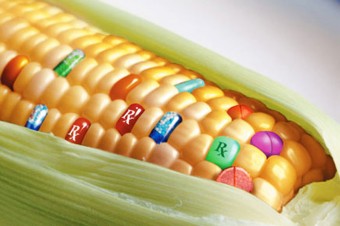 GMO-kukuruza