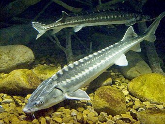 osetrovaya-ryba