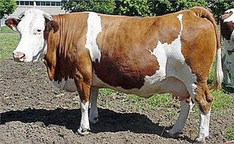 Симментальская-порода-коров