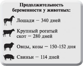 Продолжительность беременности у животных