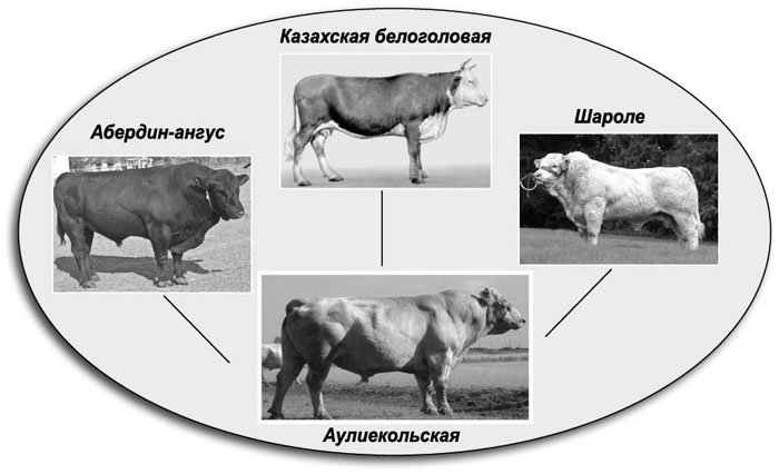 Изучите рисунок благодаря какому процессу образовалось такое многообразие изображенных организмов