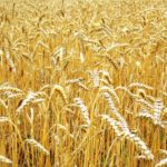 Казахстан планирует довести объем экспорта зерна в Китай до 7 млн тонн