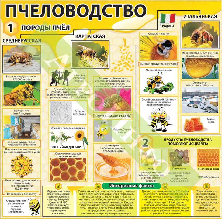 Какой продукт нельзя получить от пчел. Таблица по пчеловодству. Плакаты по пчеловодству. Пчеловодство инфографика. Основы пчеловодства таблица.