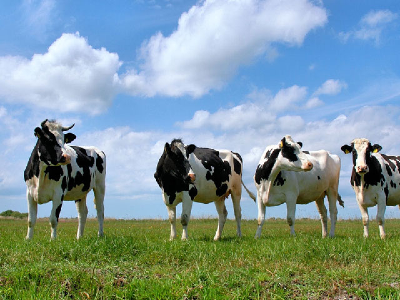 Звуки стадо коров. Коровы. Сельское хозяйство животноводство. Сельское хозяйство коровы. КРС это в сельском хозяйстве.