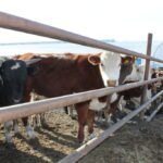 Исчезнет ли лучшее мясо Казахстана: животноводы Запада бьют тревогу