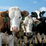 В Казахстане растет поголовье скота