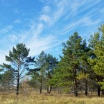Назарбаев: В 2017 году астанинский лес соединится с национальным парком Боровое