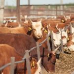 В рамках Госпрограммы развития АПК будет пересмотрено субсидирование животноводческой отрасли