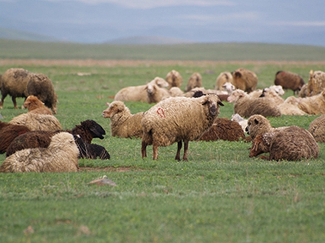 ovcy-barany