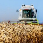 Шымкентские аграрии приступили к уборке зерновых