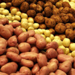 Эксперты рассказали аграриям Жетысу, как собрать хороший урожай картофеля