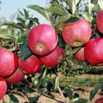 Главным археологическим открытием уходящего года названо обнаружение семян древних яблок под селом Тузусай