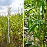 Кукуруза: выходцы из Венгрии