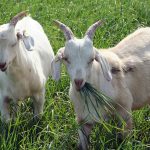 Скотокрады похитили стадо коз у 10-летнего пастуха в Туркестанской области