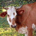 В ЗКО скотокрады учинили зверскую расправу над коровами