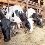 Откормплощадки на 23 тысячи голов скота строят в СКО