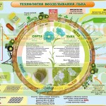 Инфографика «Технология возделывания масличного льна»