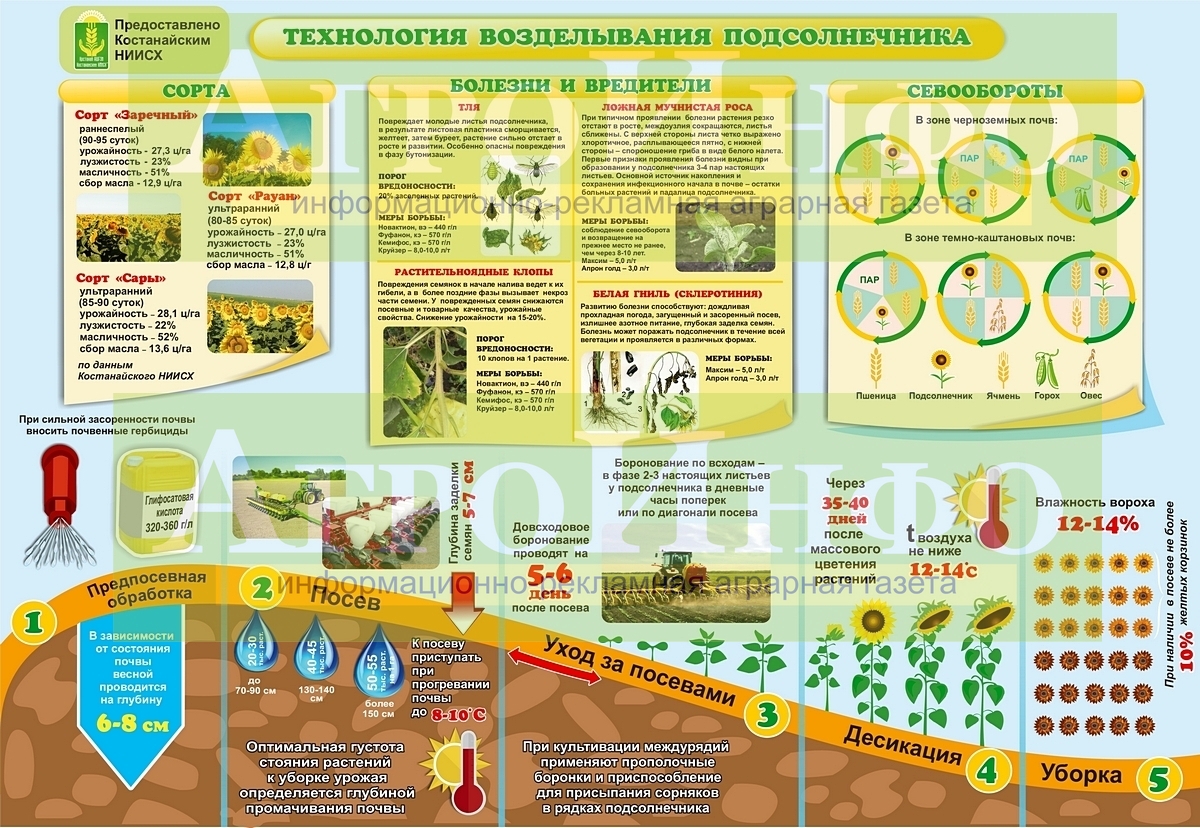 Презентация технология возделывания подсолнечника