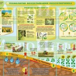 Инфографика «Технология возделывания подсолнечника»