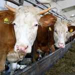 До 1,5 тыс. голов КРС намерена разводить новая молочно-товарная ферма в Жетысу