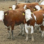 Казахстанского фермера вынуждают вернуть элитных коров, попавших под «санкции»