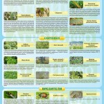 Инфографика «Вредные объекты зерновых культур» (ч. 2)