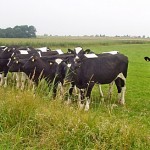 Фермеру запретили выпас скота на ранее выделенном пастбище в Костанайской области