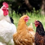 МСХ запретил ввоз продукции 36 птицефабрик России