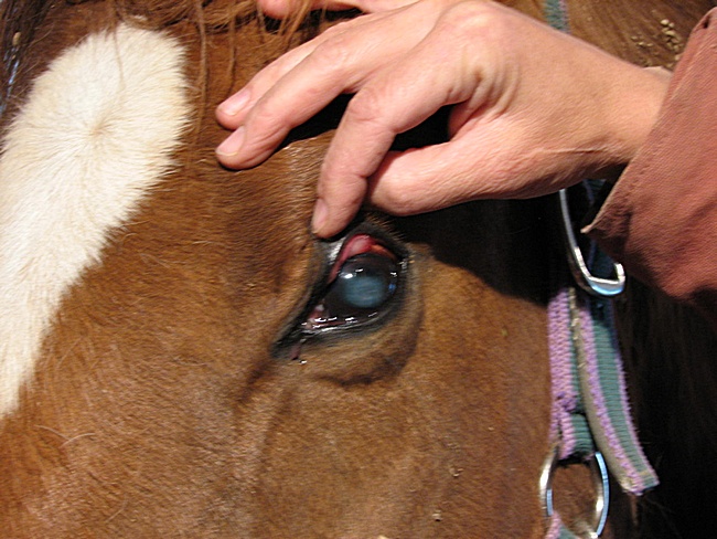 Лечение глаз крупного рогатого скота thumbnail
