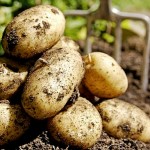Казахстанские аграрии ожидают богатый урожай картофеля. Цены могут снизиться